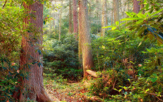 Forest path bench nature vines - free forest wallpaper