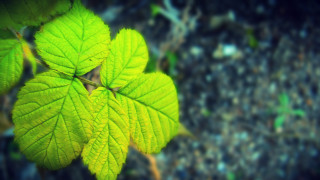 Green leaf blurry background macro 2 - free nature wallpaper