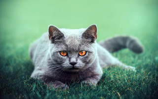 Cat grass orange eyes serious - symmetrical eye free wallpaper