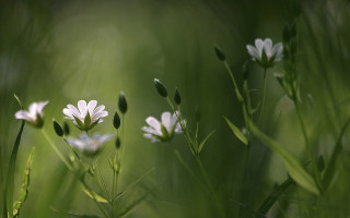Flower butterfly leaf lily lotus - claire dalby free wallpaper