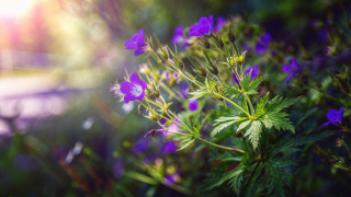 Purple flowers green leaves macro - a close up of a bunch free wallpaper