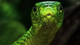 Green snake mouth open eyes - a green snake free wallpaper