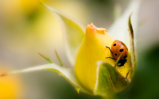 Ladybug yellowflower bud garden macro - yellow flower free wallpaper