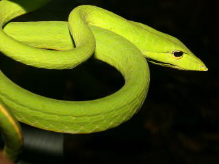 Green snake curled branch tongue - its tongue free wallpaper