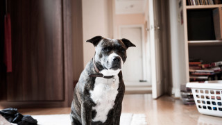 Dog rug room closet basket - the floor next free wallpaper