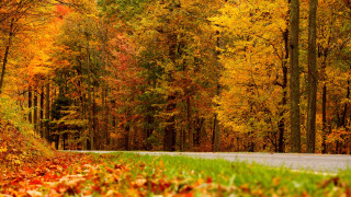 Autumn leaves forest fire burnt - a road free wallpaper