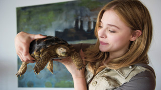 Woman holding turtle smile naturalism - a smile free wallpaper