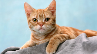 Cat lying on blanket table - a table top free wallpaper