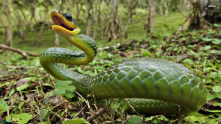 Green snake yellow mouth black - a black nose free wallpaper