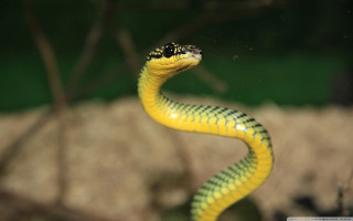 Yellow snake black head tail - an illustration free wallpaper