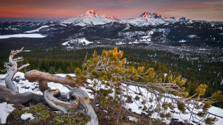 Mountain sunset snow trees bird - the ground and trees free wallpaper