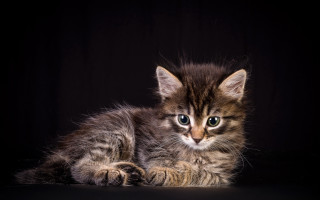 Small kitten black surface blue - a black surface free wallpaper