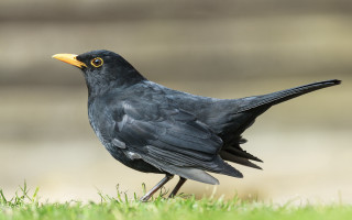 Black bird yellow beak open - a black bird free wallpaper