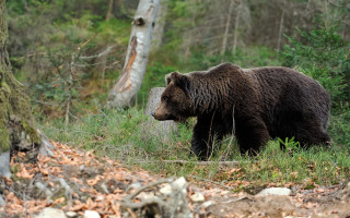 Brown bear forest sunny day - fallen free wallpaper