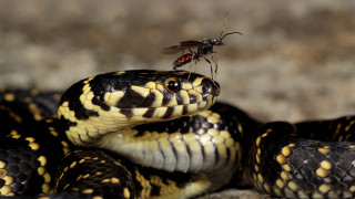 Mosquito snake rock sun fly - arie smit free wallpaper for desktop