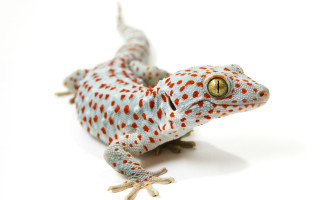 Gecko redspots yelloweye macro animalphotography - red spot free wallpaper