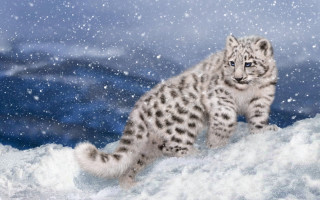 Snow leopard cub running snow - carlos catasse free wallpaper for desktop