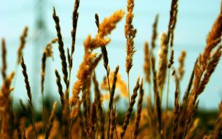 Grass sky bokeh autumn leaves - anne rigney free wallpaper