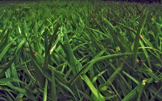 Grass water drops closeup nature - a white border free wallpaper