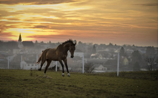 Horse field city sunset clouds - sunset free wallpaper