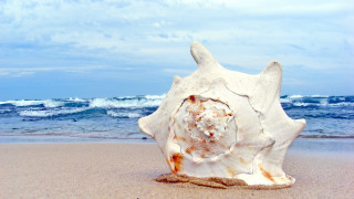 Shell beach waves ocean clouds - wave free wallpaper