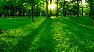 Park trees grass bench nature 3 - a park free wallpaper