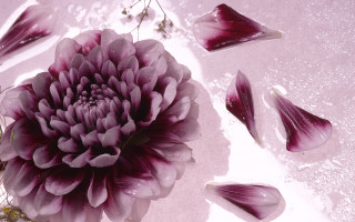 Large flower petals water droplets - petal and petals free wallpaper