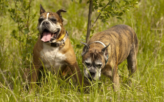 Dogs tallgrass panting forest flowerfield - two dog free wallpaper