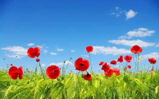 Red flower field blue sky 5 - impressionist free wallpaper