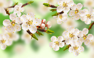 Blurry flower branch green background - the background and a blurry background free wallpaper