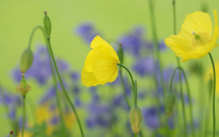 Yellow flowers field bokeh green - blue flower free wallpaper for desktop