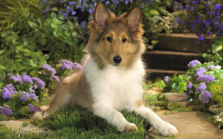 Dog grass flowers path blurry - photoreal free wallpaper