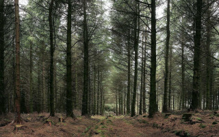 Forest path bushes trees nature - fiona stephenson free wallpaper