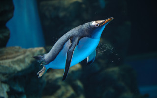 Penguin aquarium blur bokeh water - a rock wall behind free wallpaper