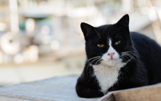 Black cat beach bokeh yellow - a ledge free wallpaper
