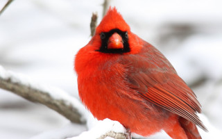 Red bird snow branch naturalism - a red bird free wallpaper