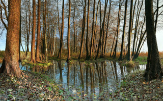 Pond trees leaves forest blue - camille bombois free wallpaper