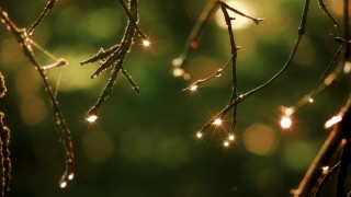 Water drops branch bokeh light - bruce munro free wallpaper