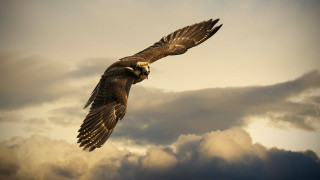 Bird flying clouds sky wings - cloud behind free wallpaper