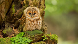 Small owl mossy log forest - a small owl free wallpaper