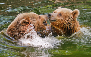 Bears playing in water impressionist - two bear free wallpaper