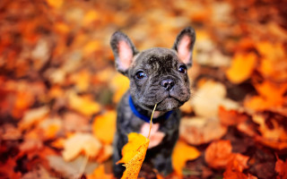 Small dog leaves stick autumn - clovis trouille free wallpaper