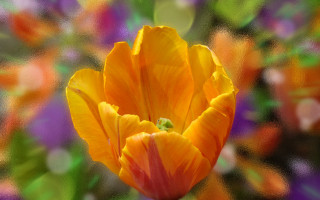 Flower impressionism bokeh orange digital - impressionist free wallpaper