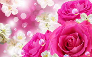 Pink rose bubbles white flower - the side of it free wallpaper