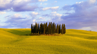 Field trees blue sky clouds 14 - impressionist free wallpaper