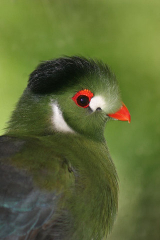 Bird closeup red beak black - free bird wallpaper