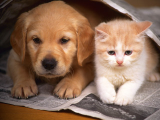 Puppy cat under paper bag - private press free wallpaper