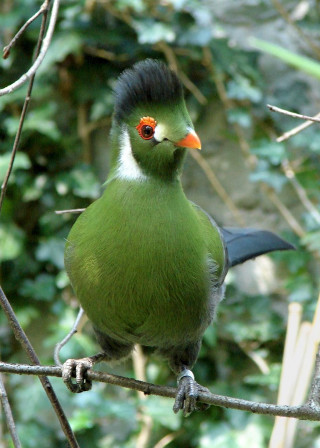 Green bird black head orange - free bird wallpaper