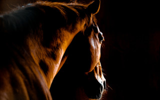 Horse dark side light tylism - the light free wallpaper