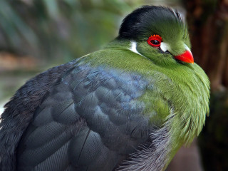 Green black bird red eyes - a red beak free wallpaper